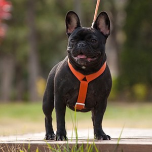 2022新しいスタイルのカラフルな犬のハーネスとひもセットマルチポイント調節可能で牽引の接続犬のハーネス